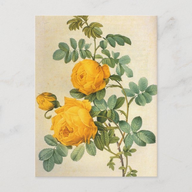Vintag Art Yellow Rose Postkarte (Vorderseite)