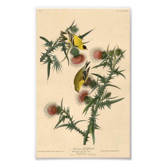 Vintag Audubon American Goldfinch Fotodruck (Vorne)