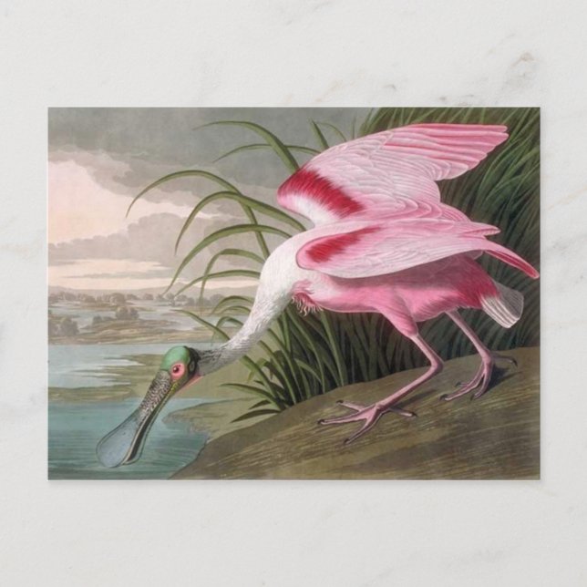 Vintag Audubon Illustration Spoonbill Bird Postkarte (Vorderseite)
