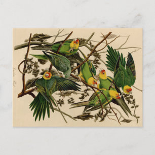Vintag Audubon Parrot Postkarte