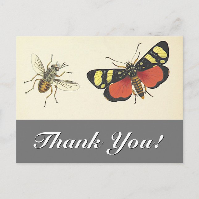 Vintag aussehen Insekten "Danke!" Postkarte (Vorderseite)