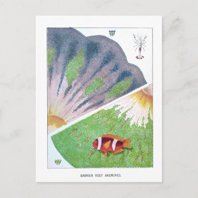 Vintag Australien Great Barrier Reef Travel Postkarte (Vorderseite)