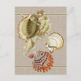 Vintag Beach Seashells Postcard Postkarte