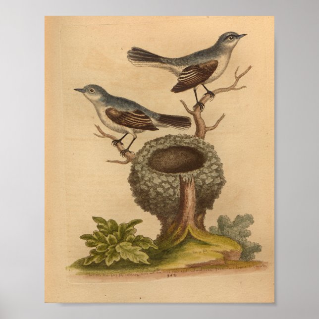 Vintag Bird Blue Brown Nest Print Poster (Vorne)