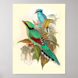 Vintag Bird Poster