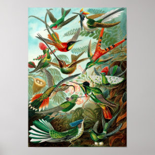 Vintag Bird Poster