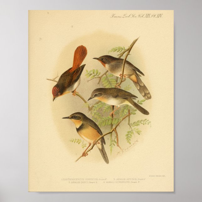 Vintag Bird Red Yellow Brown Print Poster (Vorne)