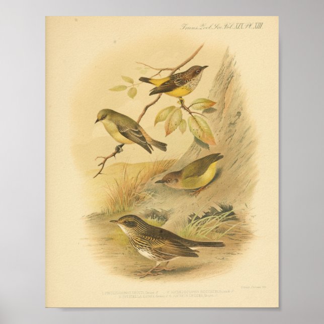 Vintag Bird Yellow Brown Print Poster (Vorne)