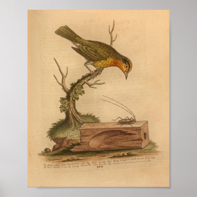 Vintag-Bird-Yellow-Cricket Poster (Vorne)