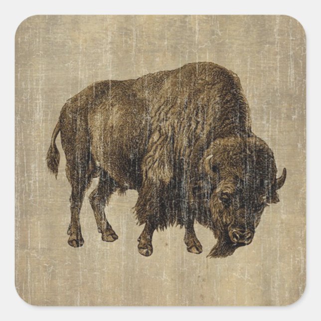 Vintag Bison Quadratischer Aufkleber (Vorderseite)