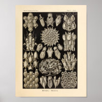 Vintag Black Ernst Haeckel Ocean Life Print