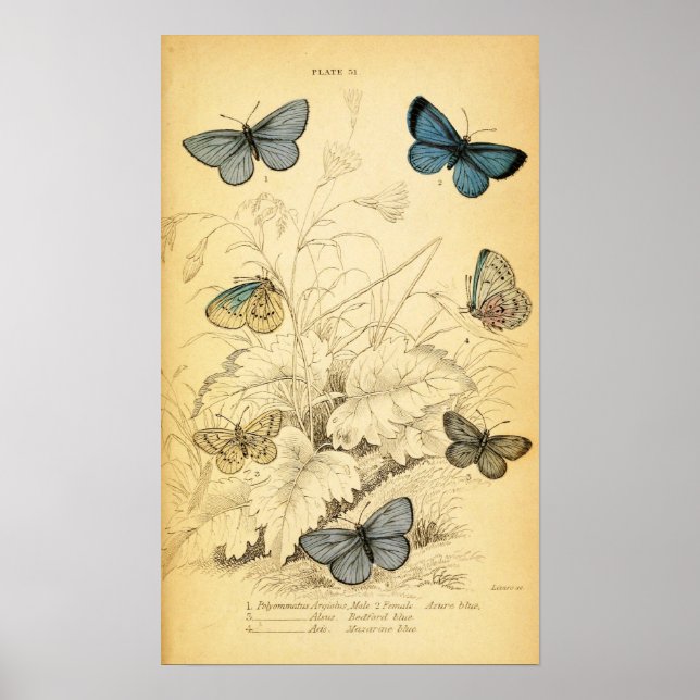 Vintag Blue Butterfells Poster (Vorne)