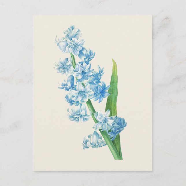 Vintag Blue Hyacinth Botanische Illustration Postkarte (Vorderseite)