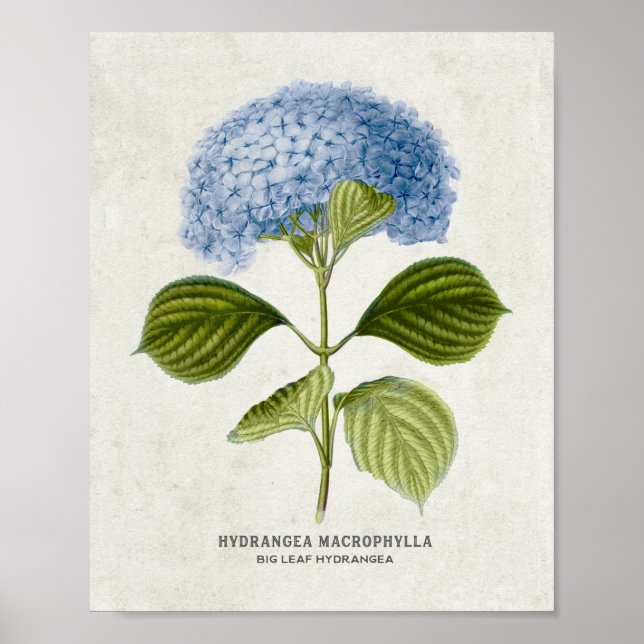 Vintag Blue Hydrangea Botanical Poster (Vorne)