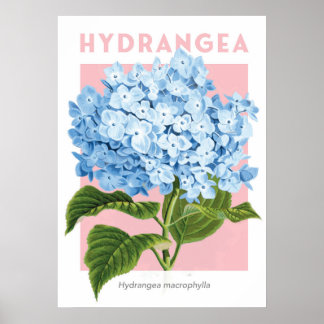 Vintag Blue Hydrangea Poster