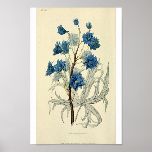 Vintag Blue Larkspur Blume Poster (Vorne)