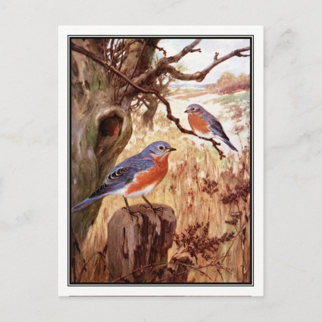 Vintag Bluebird von Robert Bruce Horsfall Postkarte (Vorderseite)