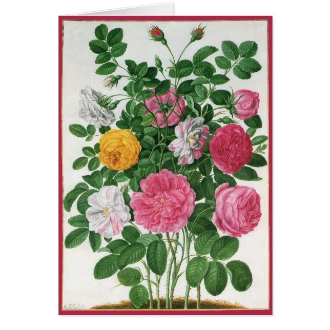 Vintag blühende Blume, Frühjahrsgärten-Rose (Vorne)