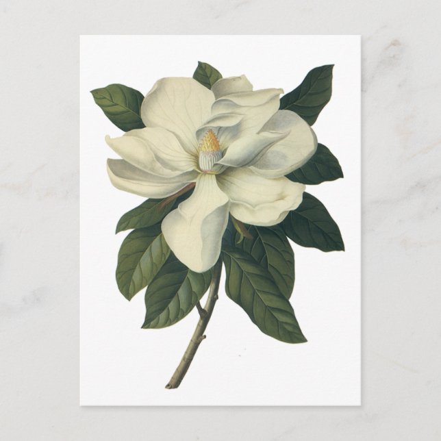 Vintag blühende weiße Magnolia-Blossom-Blume Postkarte (Vorderseite)