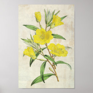 Vintag Botanical Young's Abend Primrose Poster