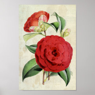 Vintag Botanische Crimson Camellia Poster