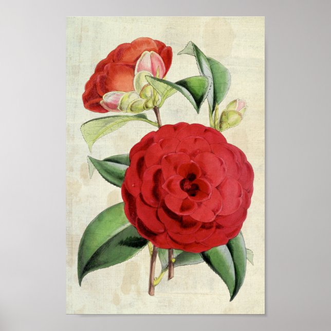 Vintag Botanische Crimson Camellia Poster (Vorne)