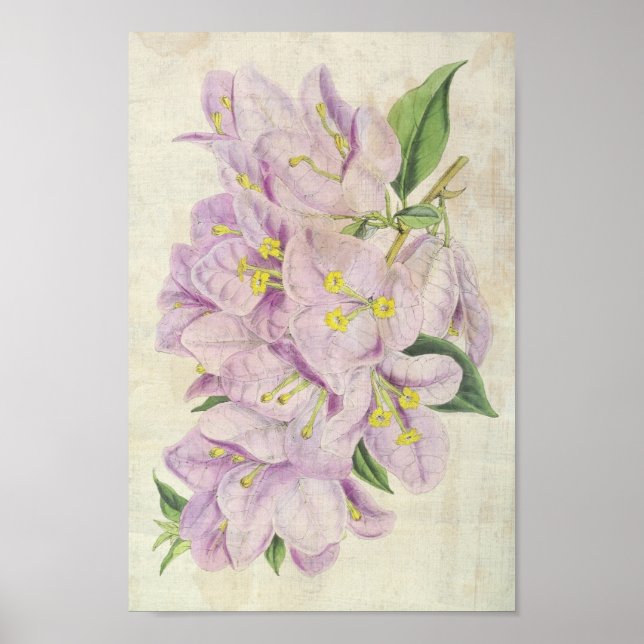 Vintag Botanische Showy Bougainvillea Poster (Vorne)