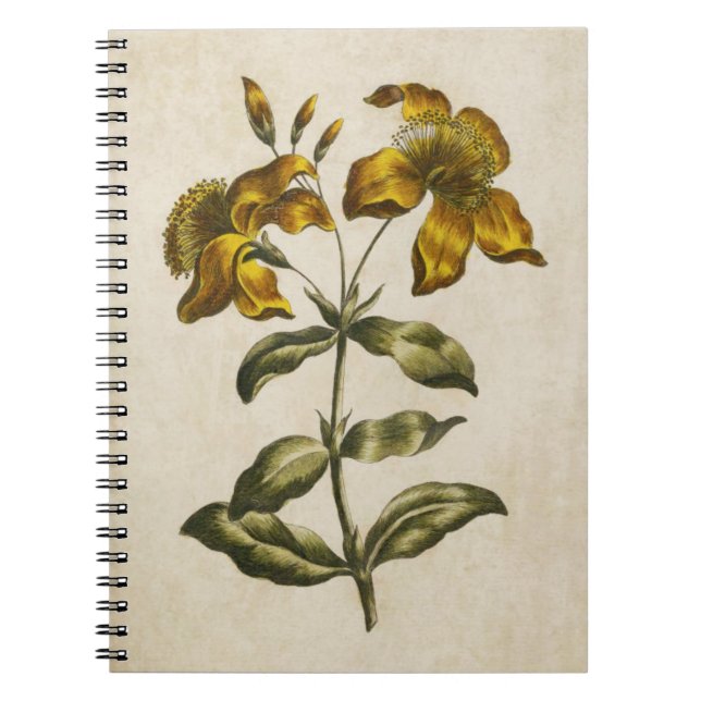 Vintag Botanisches Floral Johanniskraut Notizblock (Vorderseite)