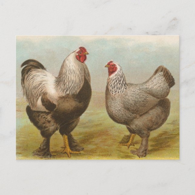 Vintag Brahma Rooster und Hen Postcard Postkarte (Vorderseite)