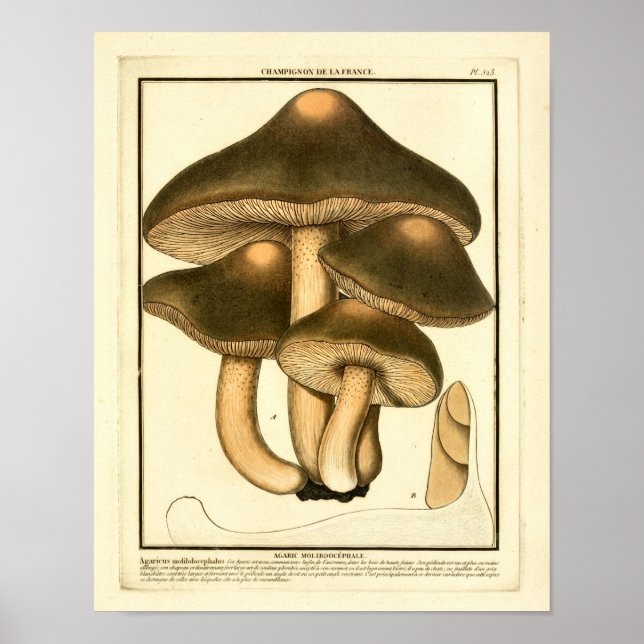 Vintag Brown Mushrooms Französische Kunst Poster (Vorne)