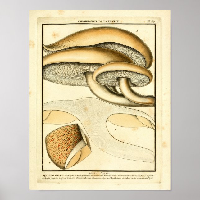 Vintag Brown Mushrooms Französische Kunst Poster (Vorne)
