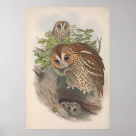 Vintag-Brown-Owl-Vogel Poster