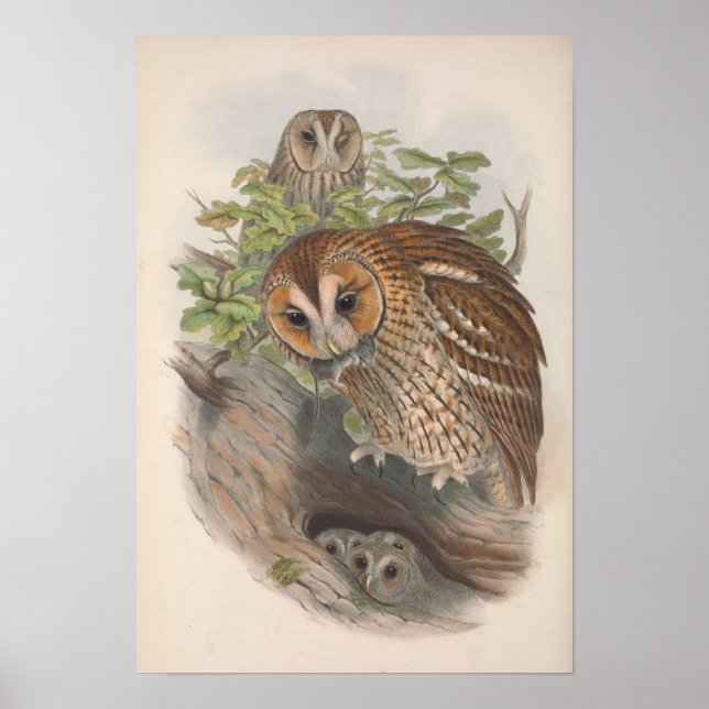 Vintag-Brown-Owl-Vogel Poster (Vorne)