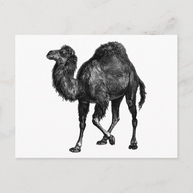 Vintag Camel Postkarte (Vorderseite)