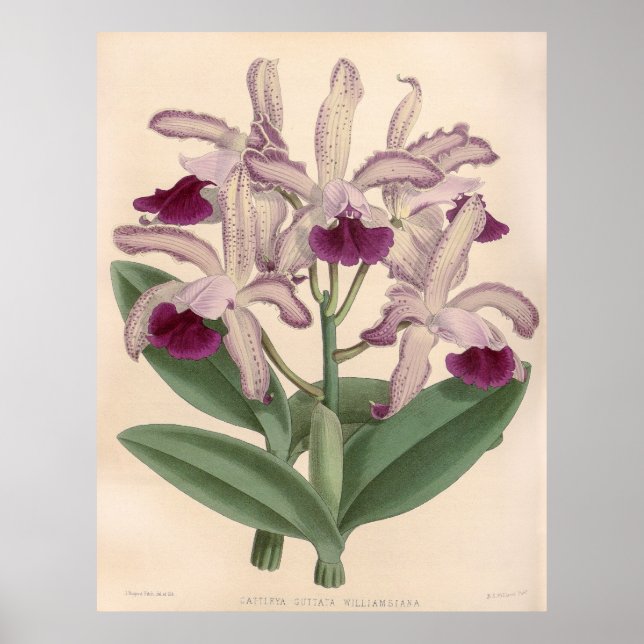 Vintag Cattleya Guttata Orchid Blume Poster (Vorne)