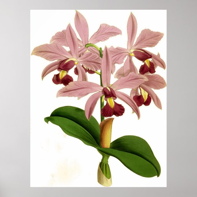 Vintag Cattleya Superba Orchid Blume Poster (Vorne)