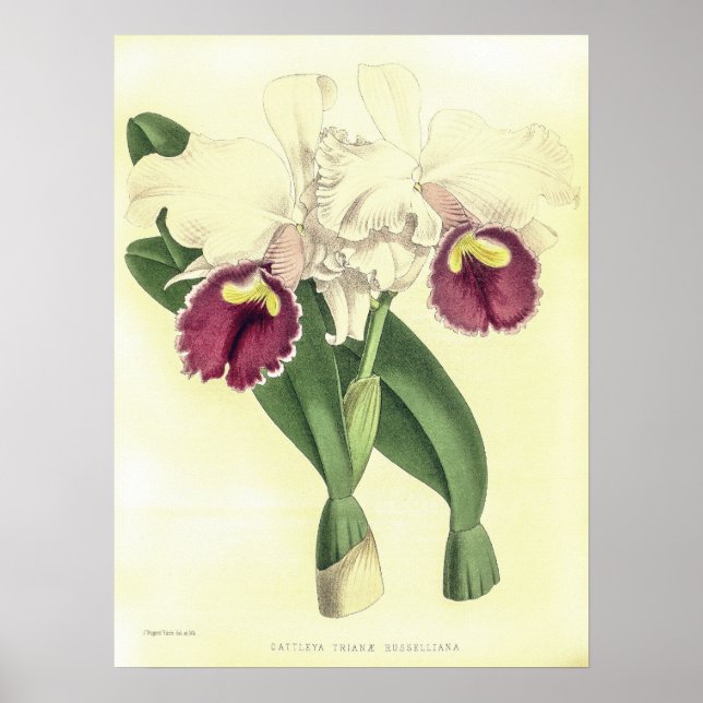 Vintag Cattleya Triana Orchid Blume Poster (Vorne)