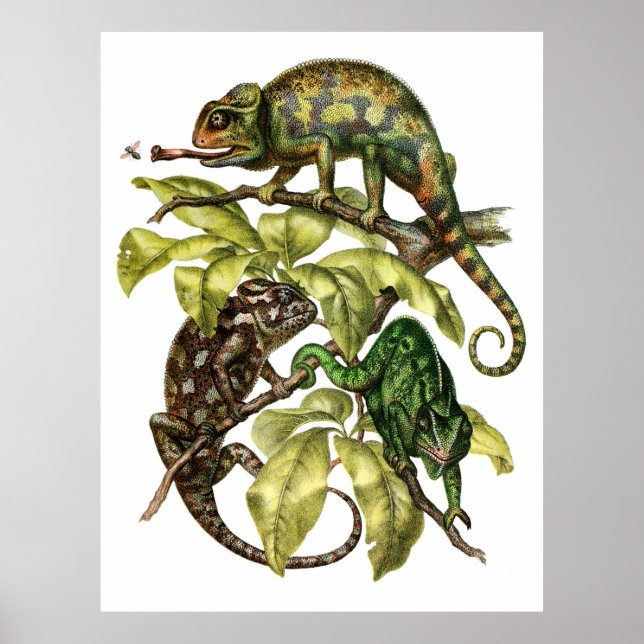 Vintag Chameleon Lizard Poster (Vorne)