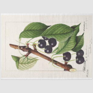Vintag Cherries von William Henry Prestele Seidenpapier
