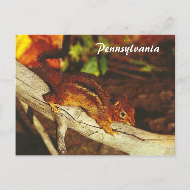 Vintag Chipmunk Postkarte (Vorderseite)