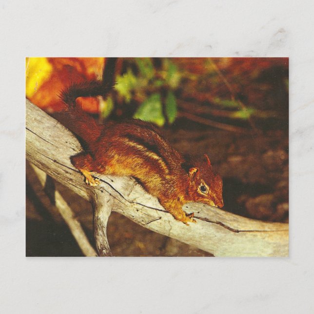 Vintag Chipmunk Postkarte (Vorderseite)