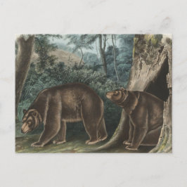 Vintag Cinnamon Bear Audubon Postkarte