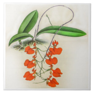 Vintag Comparettia Speciosa Orchid Blume Fliese