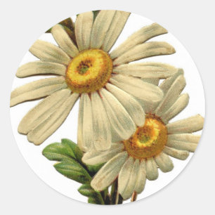 Vintag Daisy Runder Aufkleber