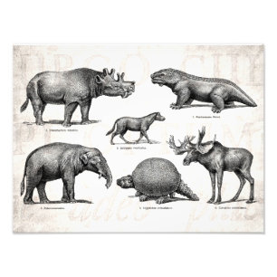 Vintag Dinosaurier Alte Illustration Retro Dinosau Fotodruck