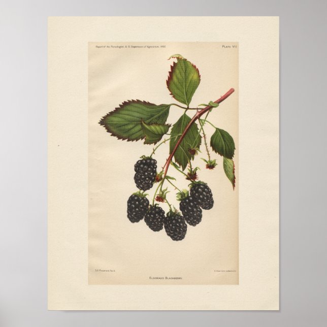 Vintag Eldorado BlackBerry Print Poster (Vorne)