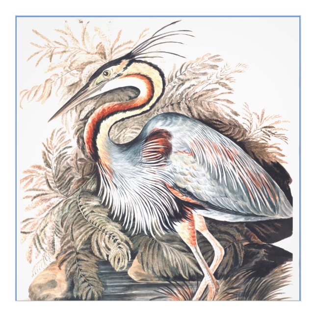 Vintag Elizabeth Gwillim Lila Heron Fotodruck (Vorne)