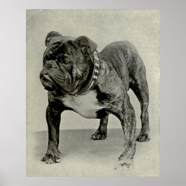 Vintag-English-Bulldog-Foto Poster (Vorne)