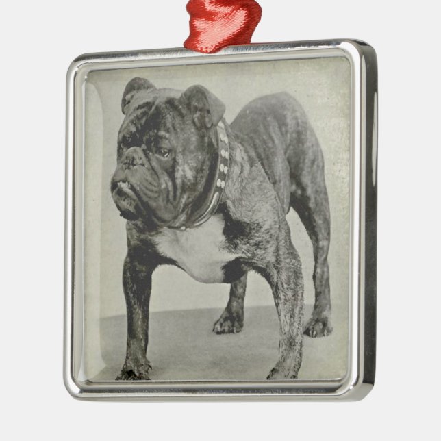 Vintag-English-Bulldog-Foto Silbernes Ornament (Links)