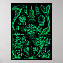 Vintag Ernst Haeckel Green & Black Poster Print